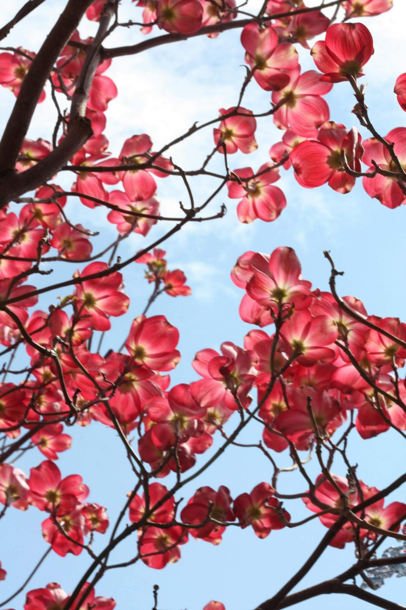 Beautiful pink dogwood blooms fill the sky with vibrant color, capturing spring's essence.
