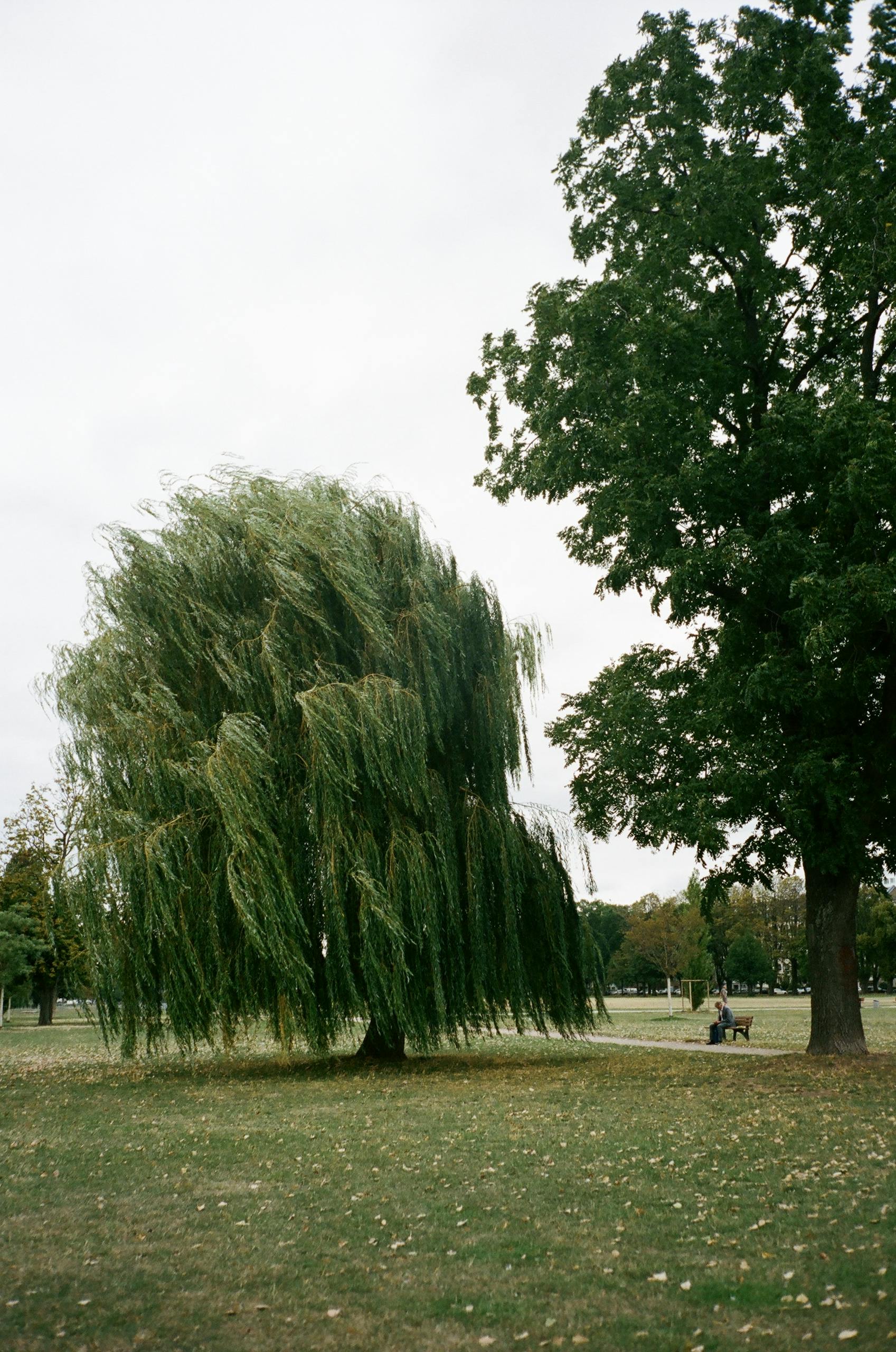A peaceful scene of a lush willow tree in a park setting with ample green space and serenity.