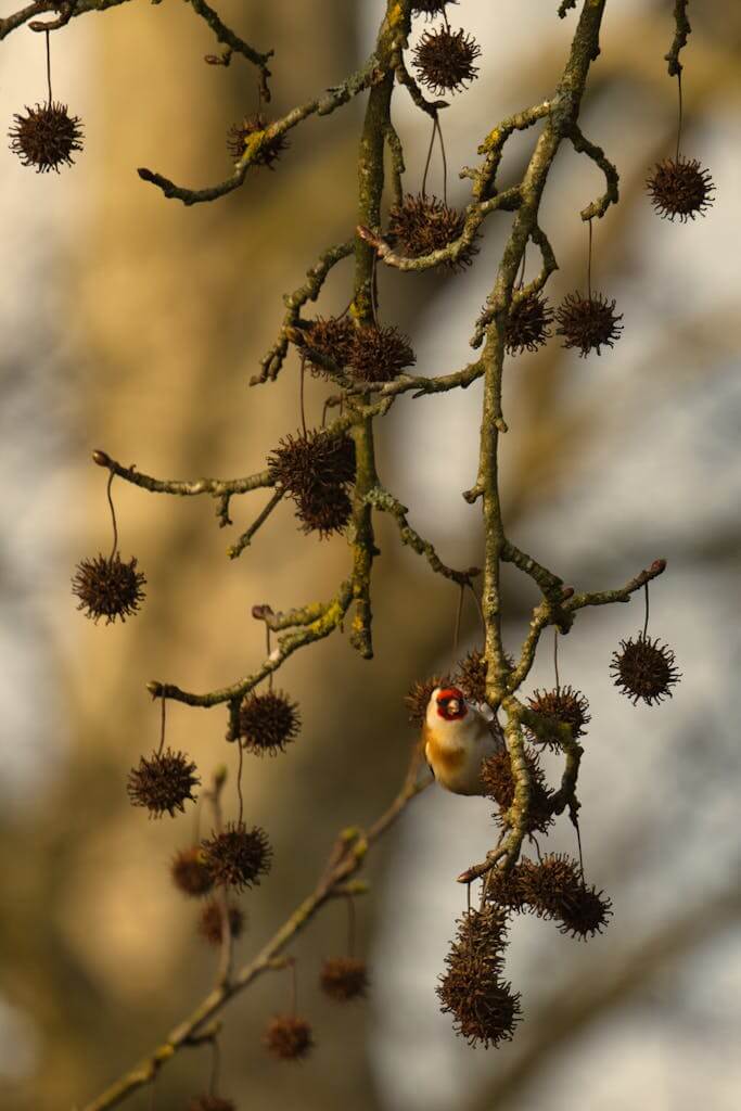 Goldfinch resting on a sweetgum tree branch with spiky seed pods in a serene outdoor setting.