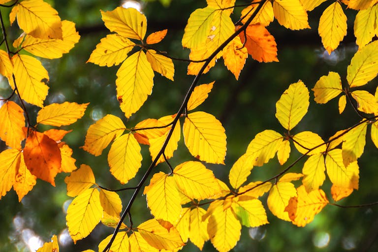 Vibrant yellow and orange beech leaves illuminated by sunlight, showcasing autumn's beauty.