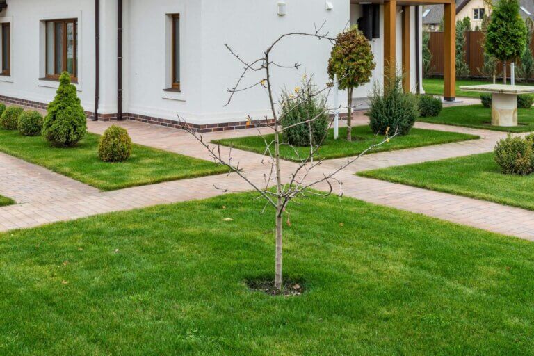 Top Reasons Why Your New Tree Didn’t Survive