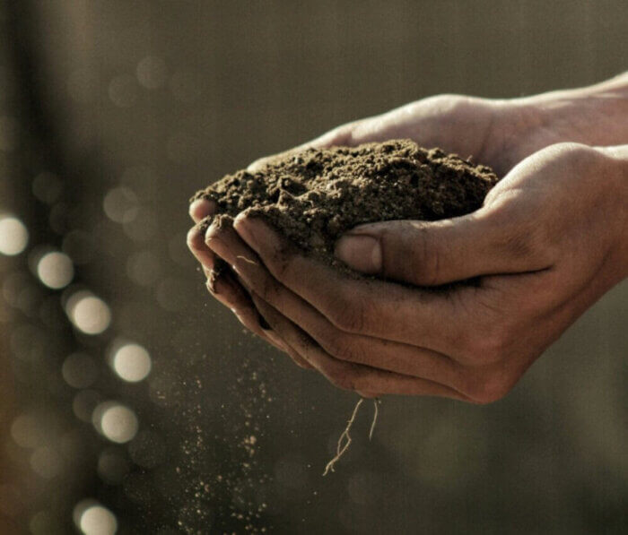 Use Native Soil Only When Planting A Tree